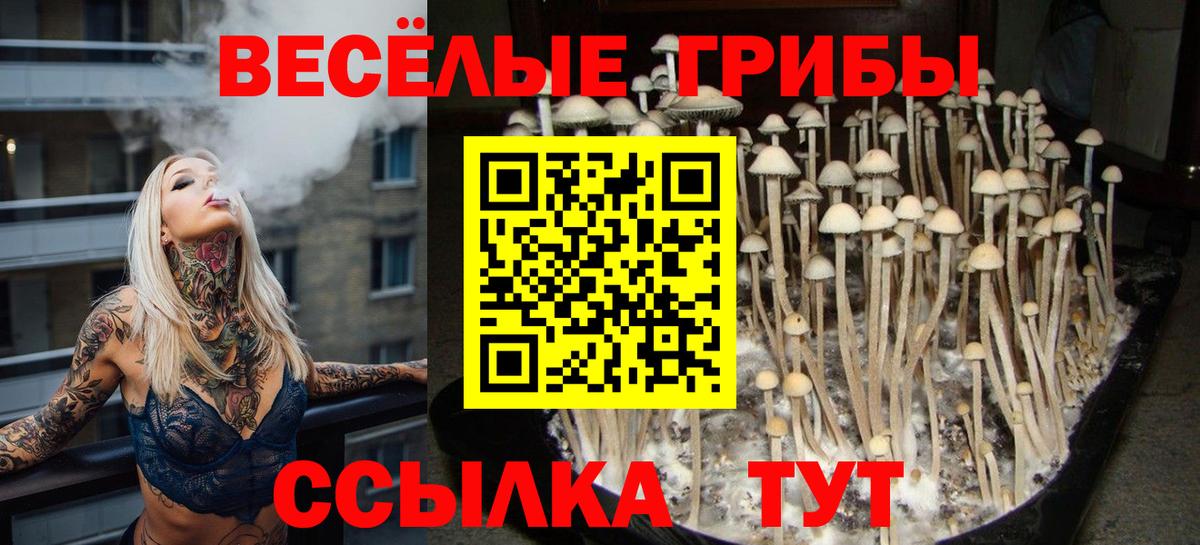 Галлюциногенные грибы Psilocybine cubensis Туапсе